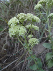 Hylotelephium maximum ruprechtii