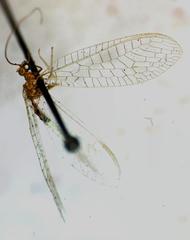 Chrysopidae