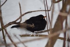 Turdus merula