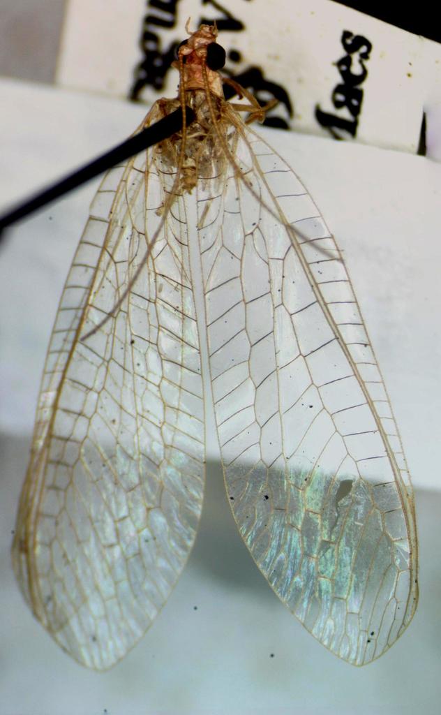 Ceraeochrysa cincta