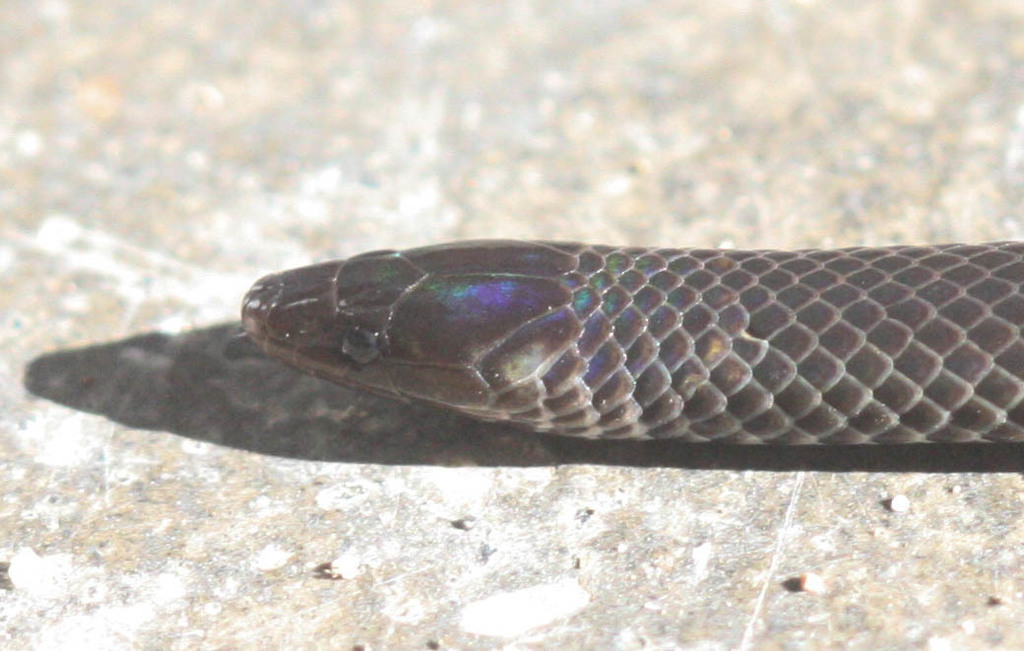 Dwarf Reed Snake