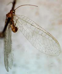 Ceraeochrysa claveri