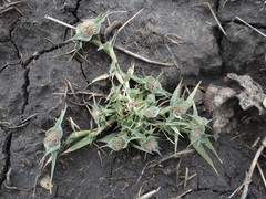 Sporobolus aculeatus