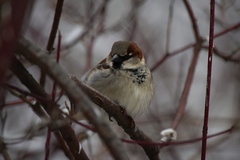 Passer domesticus