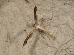 Stangeia xerodes