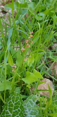 Rumex cyprius