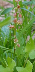 Rumex cyprius