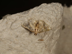 Scenedra decoratalis