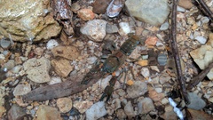 Euastacus yanga