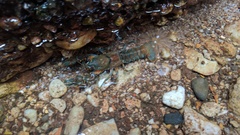 Euastacus yanga