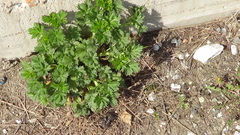 Potentilla intermedia