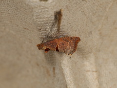 Glyphidoptera insignana