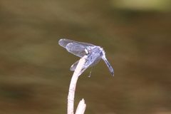 Leucorrhinia frigida