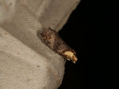 Cryptoptila crypsilopha