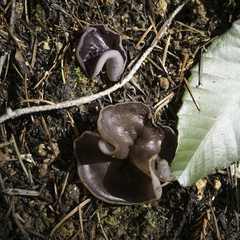 Geoscypha violacea