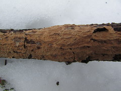 Aleurodiscus aurantius