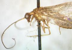 Chrysopidae