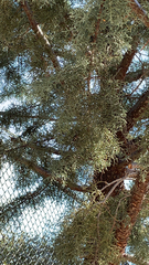 Cupressus stephensonii
