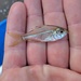 Estuary Glassfish - Photo (c) spqrblake, some rights reserved (CC BY-NC), uploaded by spqrblake