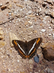 Adelpha corcyra corcyra