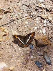 Adelpha corcyra corcyra