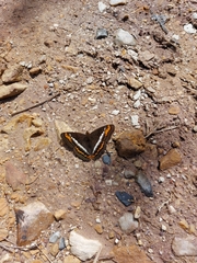 Adelpha corcyra corcyra