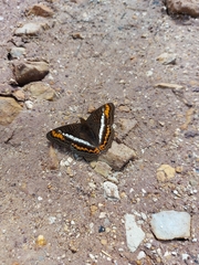 Adelpha corcyra corcyra