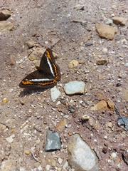 Adelpha corcyra corcyra
