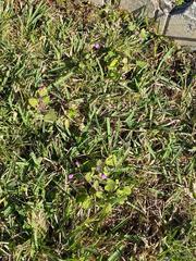Emilia sonchifolia image