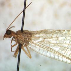 Chrysopodes collaris