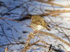 Erithacus rubecula