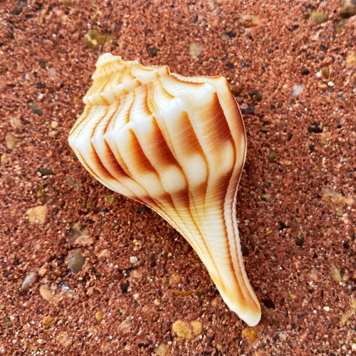 Family Busyconidae · iNaturalist