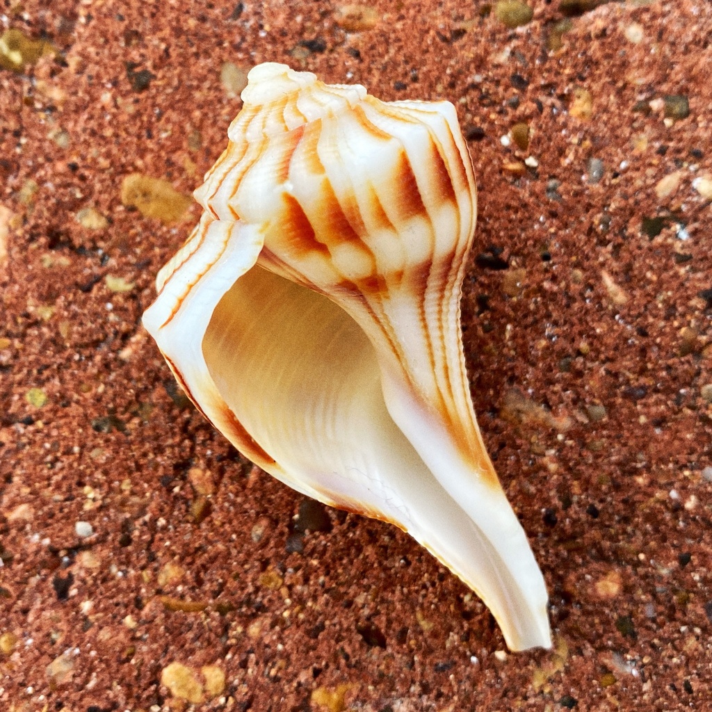 Lightning Whelk (North carolina marine molluscs) · iNaturalist