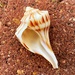 Lightning Whelk - Photo (c) brother_oran, some rights reserved (CC BY-NC)