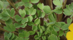 Oxalis cinerea