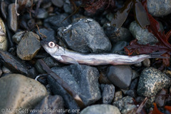 Mallotus catervarius