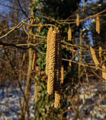Corylus avellana