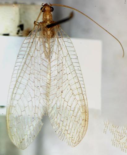 Meleoma titschacki