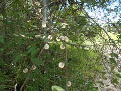 Achatocarpus praecox