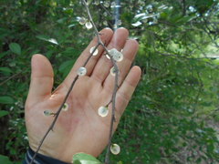 Achatocarpus praecox