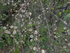 Achatocarpus praecox