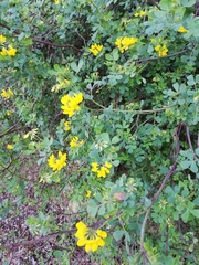Coronilla