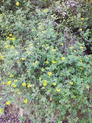 Coronilla