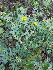 Coronilla