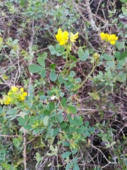 Coronilla