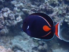Acanthurus achilles