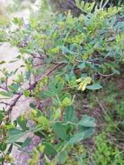 Coronilla