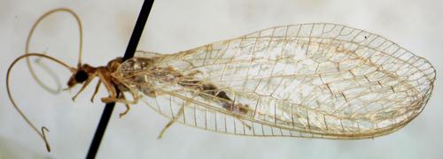 Plesiochrysa brasiliensis