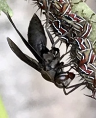 Parachartergus fraternus