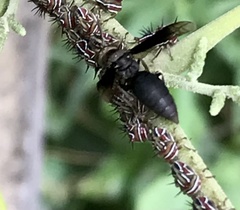 Parachartergus fraternus